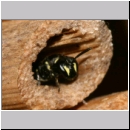 Hylaeus sp - Maskenbiene w01a.jpg